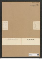 Diatomeae indet. Zeichnungen Sammlung Grunow Nr. 5951 (NHMW-BOT-W0374425)
